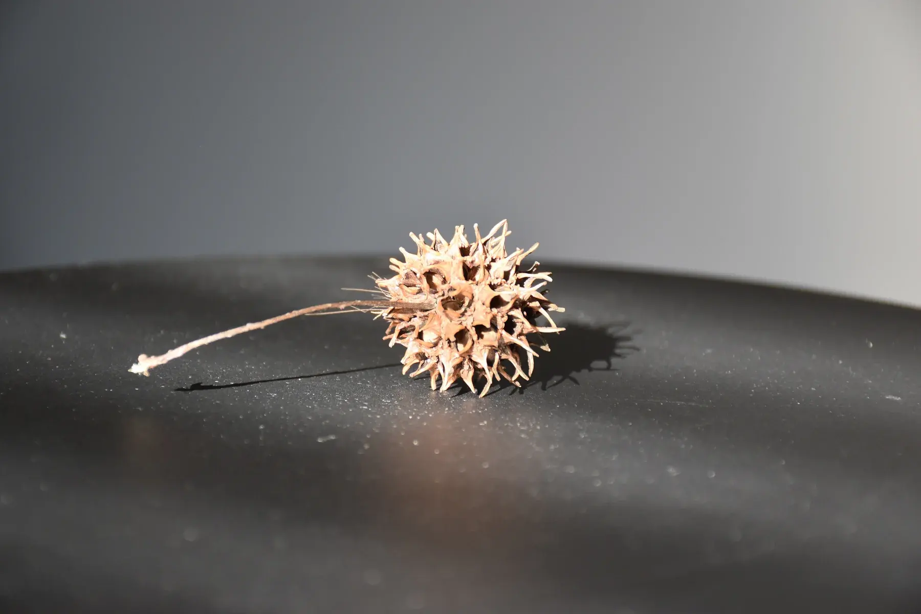 Models: Objects and Qualities — project image 3